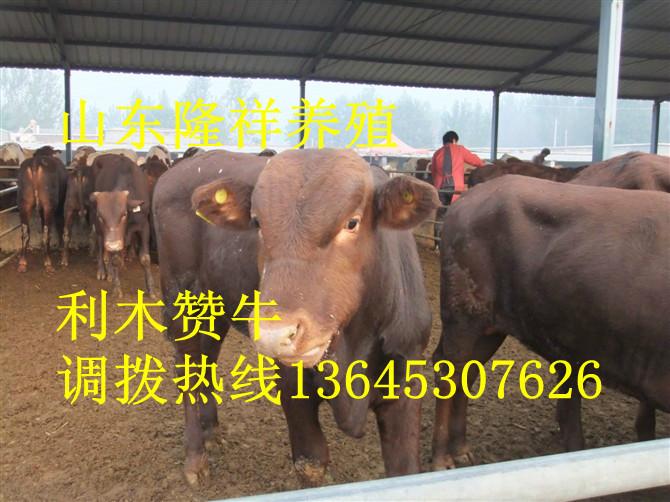 供应300斤利木赞牛价格-夏洛莱牛供应