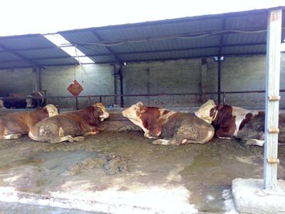 供应乳肉兼用牛-西门塔尔牛供应-鲁西黄牛养殖场图片