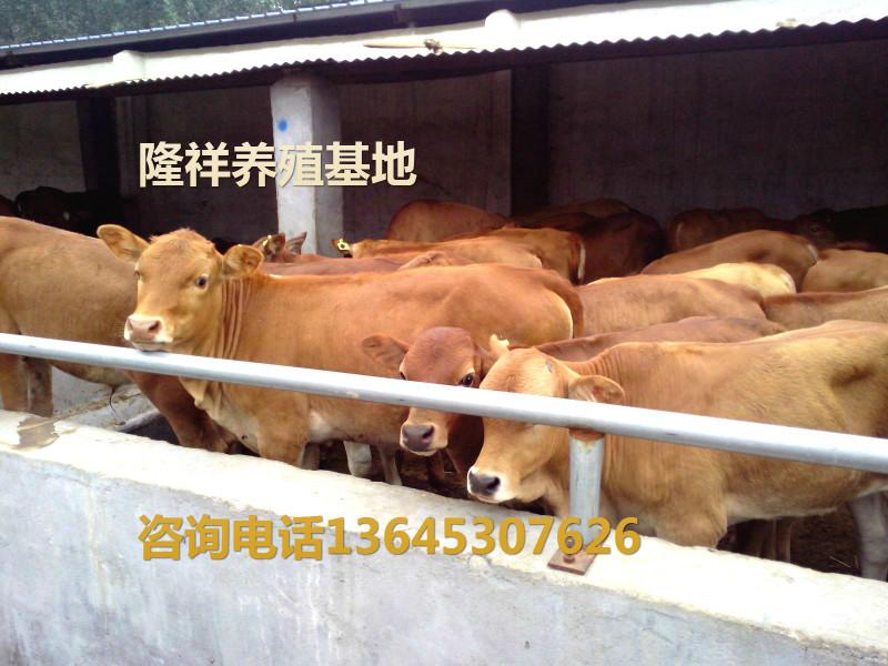 四个月黄牛价格-鲁西黄牛供应批发
