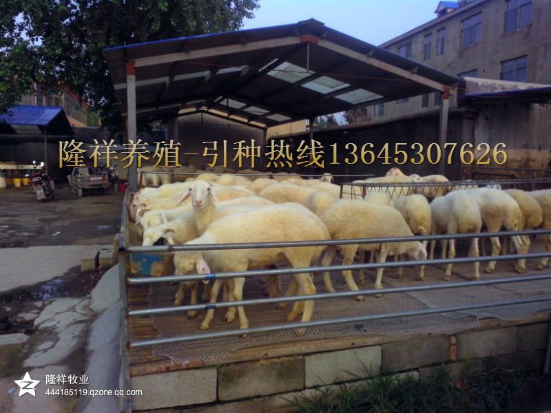 供应北京小尾寒羊供应商-肉羊价格