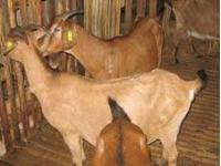 供应亚洲黄羊养殖户-波尔山羊最新价格