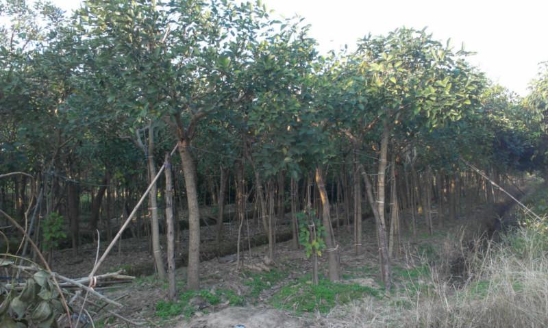 供应广东鸡冠刺桐种植基地