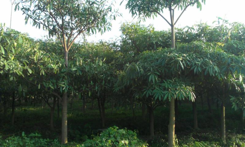 供应糖胶树￥糖胶树价格￥糖胶树哪里多有￥糖胶树产地