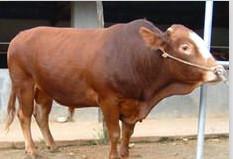 供应 遂宁肉牛生产加工肉牛市场行情肉牛犊养殖技术视频