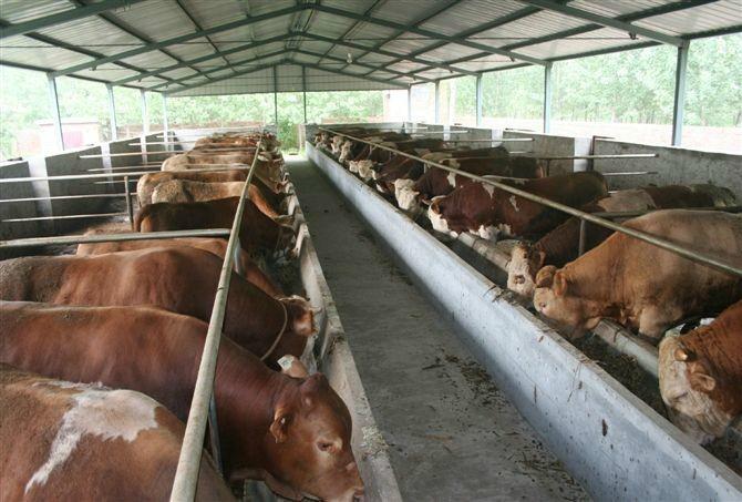 肉牛养殖的利润可观吗