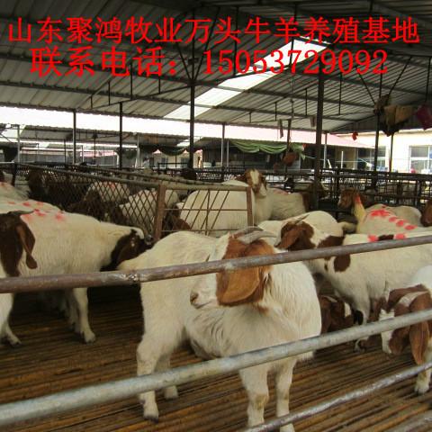 济宁市波尔山羊幼羊厂家供应波尔山羊幼羊，波尔山羊幼羊价格，羊苗多少钱一只