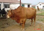 供应优质肉牛 种牛 育肥牛 鲁西黄牛牛犊