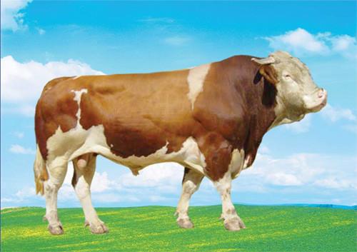 济宁市西门塔尔牛养殖厂家供应西门塔尔牛 肉牛 种牛 育肥牛