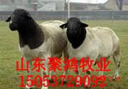 济宁市种公羊厂家