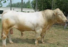供应优质肉牛 种牛 育肥牛 鲁西黄牛牛犊