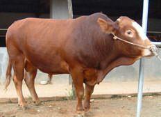 供应利木赞牛厂家电话强农牧业、哪里的利木赞牛最便宜、利木赞牛价格图片