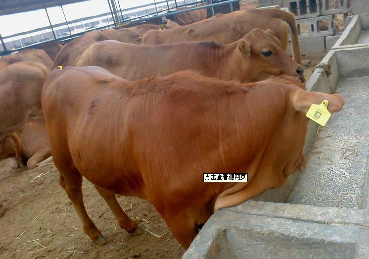 供应鲁西黄牛养殖技术、鲁西黄牛、鲁西黄牛价格