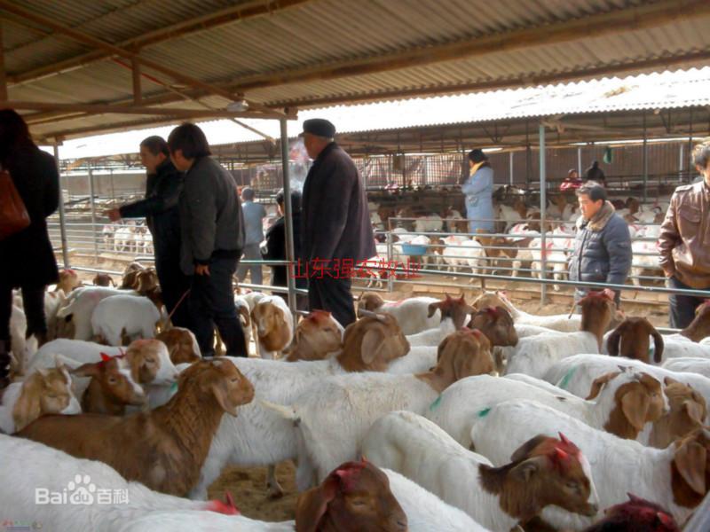 供应山东强农牧业大量供应波尔山羊、小尾寒羊、杜泊羊、各种品种的牛、驴图片