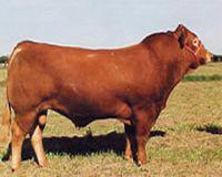 供应利木赞牛最新价格、上哪买利木赞牛、利木赞牛厂家、利木赞牛图片
