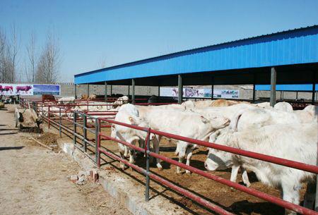 供应夏洛莱牛利木赞牛价格、小尾寒羊、波尔山羊、鲁西黄牛