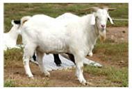 供应小尾寒羊夏洛莱牛、波尔山羊价格、鲁西黄牛价格、西门塔尔牛厂家