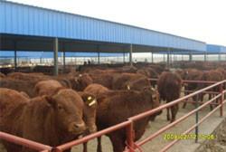 供应波尔山羊大量供应小尾寒羊大量供应、鲁西黄牛大量供应、夏洛莱牛