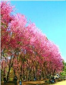 广州市泰国樱花袋苗厂家