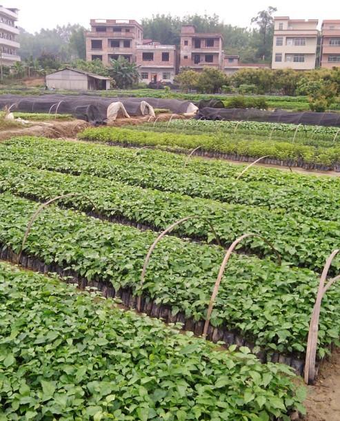 绿宝菜豆树供应绿宝（菜豆树）