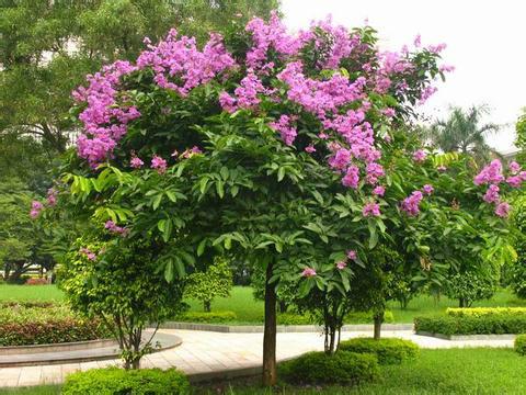 菏泽市山东菏泽紫微苗圃基地供应1-20紫微厂家供应山东菏泽紫微苗圃基地供应1-20紫微