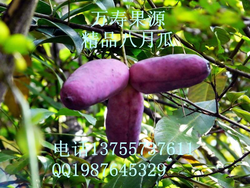 供应香蜜瓜香蜜瓜香蕉蜜瓜（野香蕉）香蜜果种苗 野香蕉种苗价格图片