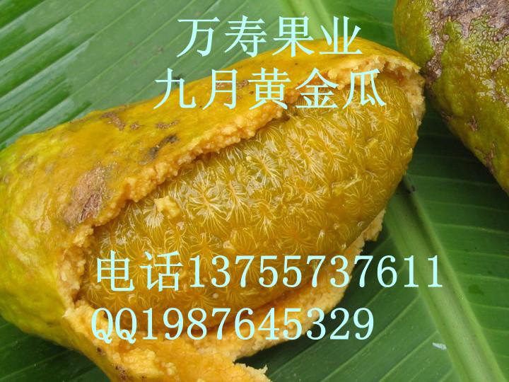 黄金蕉苗批发九月黄金蕉种植技术栽培图片