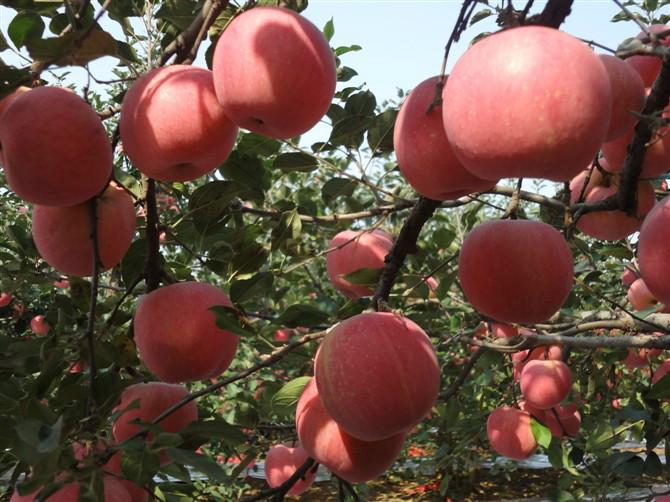 山东苹果供应基地种植批发美八苹果价格