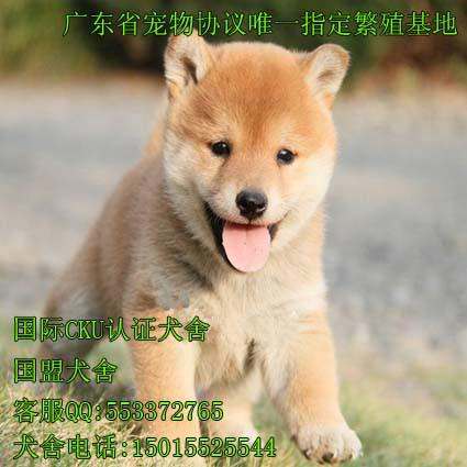 供应柴犬 出售纯种柴犬幼犬