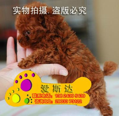 深圳市犬舍厂家