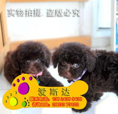 供应28广州市区哪里有正规狗场出售自家繁殖纯种泰迪熊泰迪熊价格图片