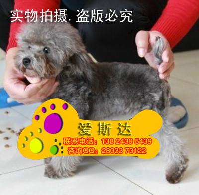 供应38广州天龙狗场出售纯种贵宾犬幼犬茶杯泰迪熊广州边度有卖泰迪熊