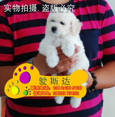 供应爱斯达名犬广州泰迪熊繁殖基地出售纯种玩具泰迪熊幼犬茶杯泰