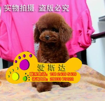 供应38广州天龙狗场出售纯种贵宾犬幼犬茶杯泰迪熊广州边度有卖泰迪熊