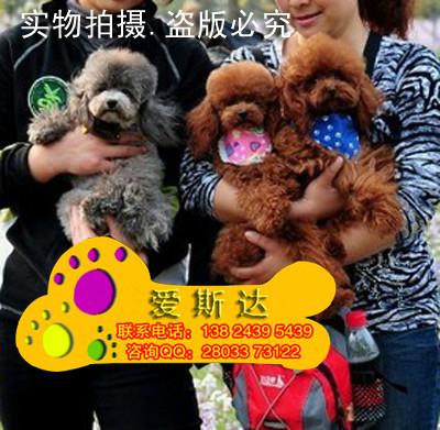 深圳市犬舍厂家供应犬舍直销比熊宝宝和泰迪宝宝纯度100购买有保障