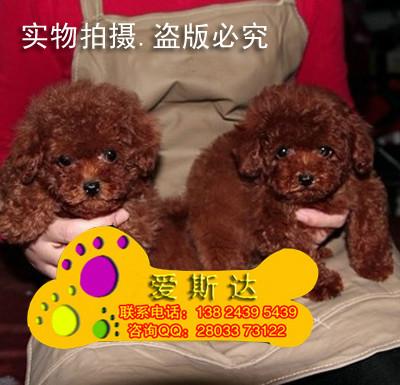 供应15爱斯达名犬出售纯种茶杯泰迪熊出售泰迪熊价格 广州茶杯泰迪