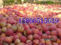 供应潍坊红富士苹果18653651209