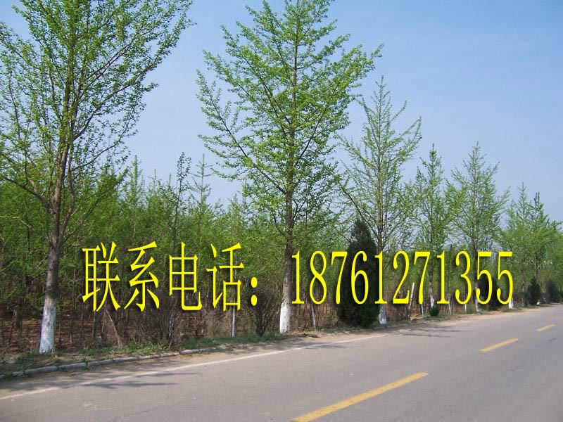 供应银杏树苗木江苏东台绿化工程环图片