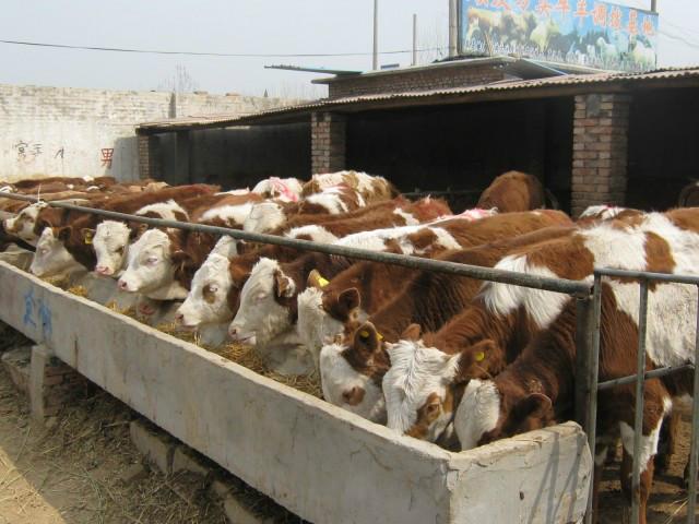 出售肉牛肉牛价格肉牛养殖肉牛犊肉牛品种