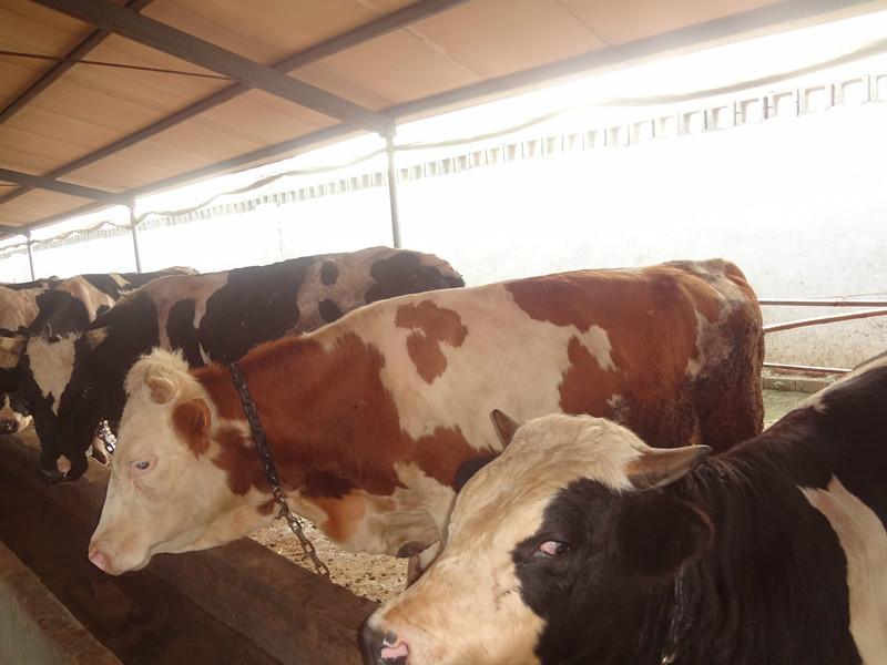 供应西门塔尔牛养殖西门塔尔牛养殖技术西门塔尔牛养殖前景