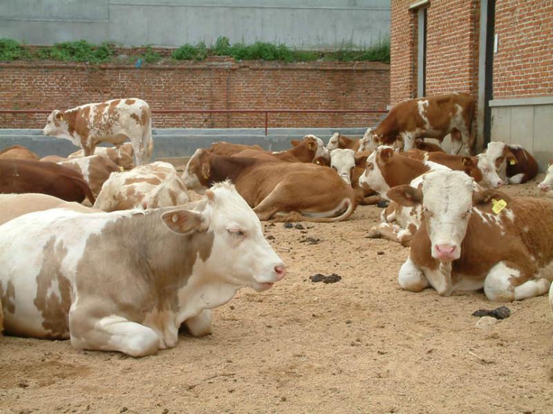 供应山西肉牛，山西肉牛价格，山西肉牛品种