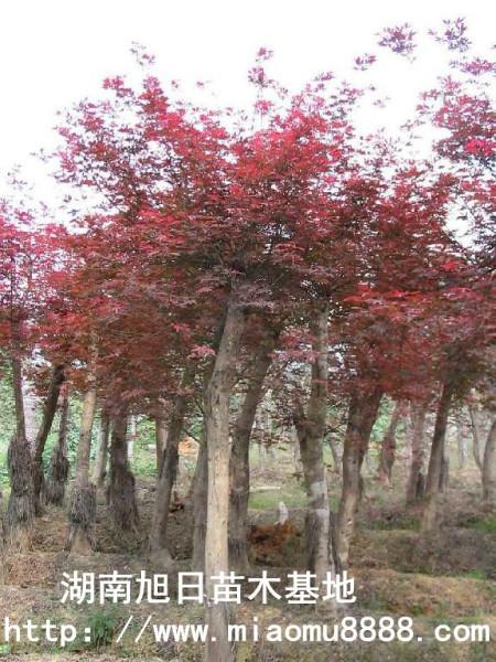 供应湖南红枫-原生红枫-高位嫁接红枫-最新红枫价格-湖南青枫苗木基地图片