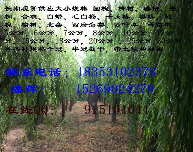 供应20-80公分大规格柳树18-20公分垂柳价格