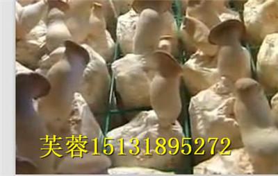 供应专业种植蘑菇网片厂家---蘑菇网片价格最新报价图片