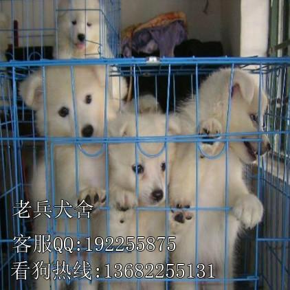 广州市出售银狐犬厂家