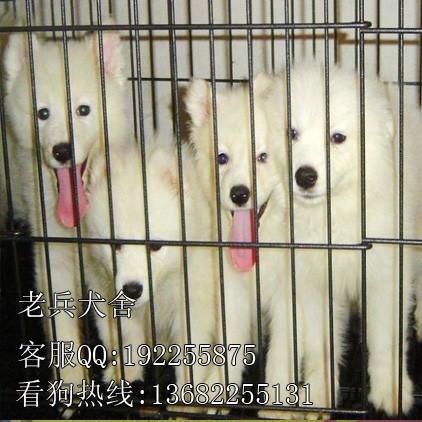 出售银狐犬深圳哪个狗场低价出售漂亮美丽银狐犬 支持上门挑选疫苗已做
