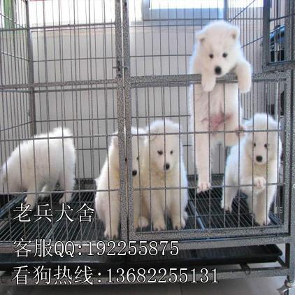 深圳哪个狗场低价出售漂亮美丽银狐犬 支持上门挑选疫苗已做 图片