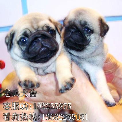 深圳哪里有卖巴哥 纯种小型犬巴哥直销 包健康包售后训练