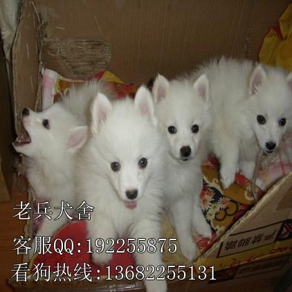 广州市出售银狐犬厂家深圳哪个狗场低价出售漂亮美丽银狐犬 支持上门挑选疫苗已做