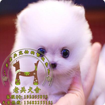 广州哪里有卖博美犬 广州纯种博美犬 广州出售纯种博美犬