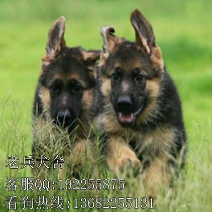 广州纯种德牧大概价格在多少钱,广州什么地方有卖德国牧羊犬